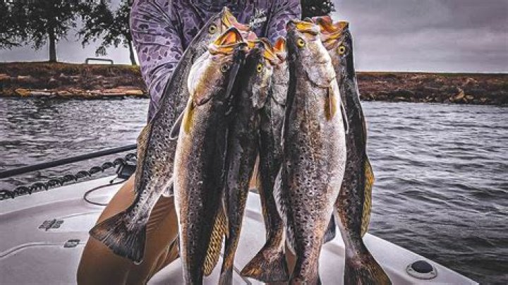 How To Catch Trout Like A Pro